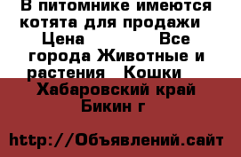 В питомнике имеются котята для продажи › Цена ­ 30 000 - Все города Животные и растения » Кошки   . Хабаровский край,Бикин г.